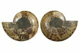Large, Cut & Polished Ammonite Fossil - Deep Crystal Pockets #345534-1